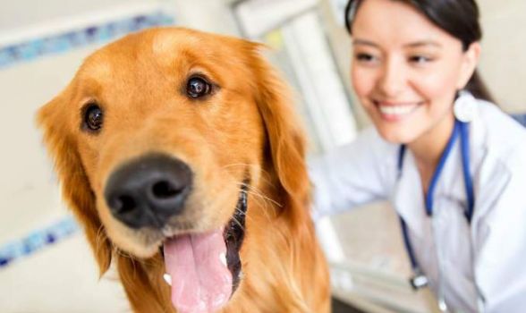 Por que é importante levar o cão ao veterinário?